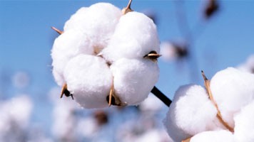 Image result for Cotton