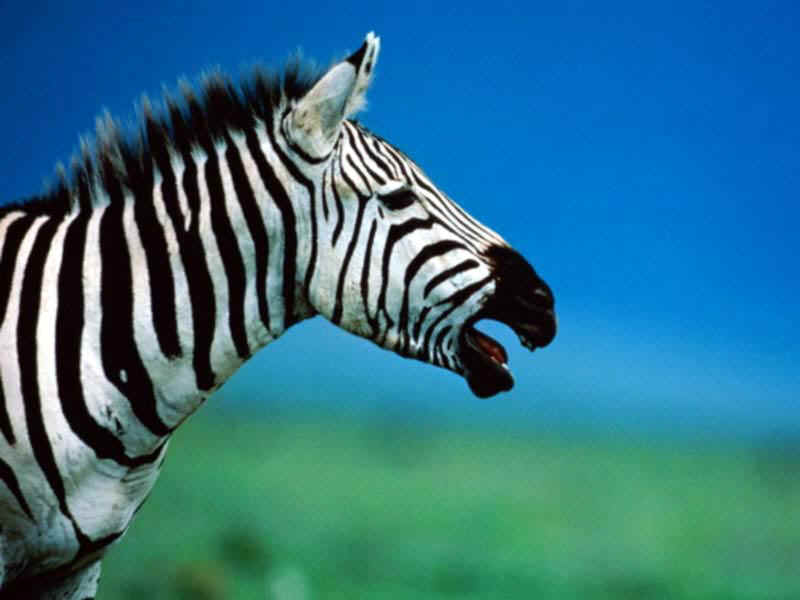 7art-stripy-zebras-17268 (1).jpg (43683 bytes)