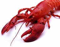 red-lobster (1).jpg (13981 bytes)